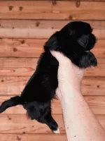 AKC-Black-Girl2, a female Shih Tzu for sale in Waxahachie, TX – Photo 3 of 7