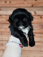 AKC-Black-Girl2, a female Shih Tzu for sale in Waxahachie, TX – Photo 2 of 7