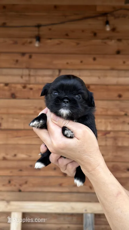 AKC-Black-Girl2 – Shih Tzu puppy for sale in Waxahachie, TX