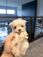 Lilly, a female Maltese for sale in Dallas, TX – 4 of 4