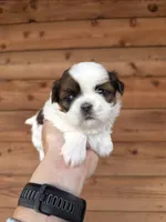 AKC - Girl 2 - Shih Tzu, a female Shih Tzu for sale in Dallas, TX – 4 of 9