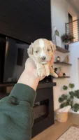 MALTIPOO - Boy2 - CKC, a male Maltipoo for sale in Waxahachie, TX – 7 of 10