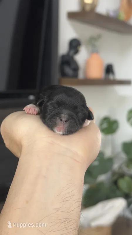 AKC - Girl - Shih Tzu – Shih Tzu puppy for sale in Waxahachie, TX