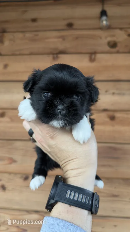AKC - Girl - Shih Tzu – Shih Tzu puppy for sale in Dallas, TX