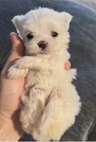 Lilly, a female Maltese for sale in Dallas, TX – 3 of 4