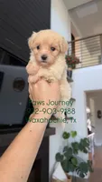 MALTIPOO - Boy - CKC, a male Maltipoo for sale in Waxahachie, TX – 7 of 9