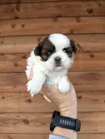 AKC - Girl 2 - Shih Tzu, a female Shih Tzu for sale in Dallas, TX – 5 of 9