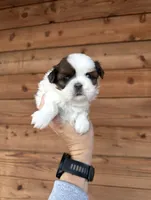 AKC - Girl 2 - Shih Tzu, a female Shih Tzu for sale in Dallas, TX – 3 of 9