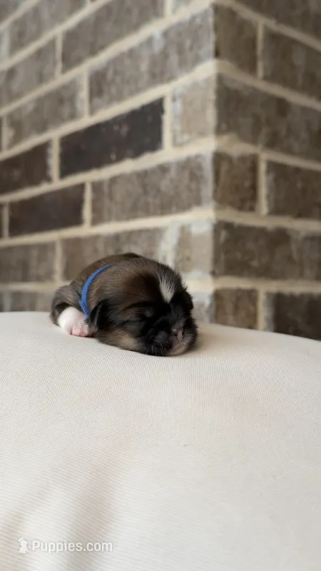 AKC - Boy - Blue – Shih Tzu puppy for sale in Waxahachie, TX