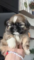 AKC - Boy - Blue, a male Shih Tzu for sale in Waxahachie, TX – Photo 3 of 10