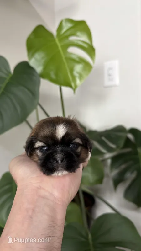AKC - Boy - Blue – Shih Tzu puppy for sale in Waxahachie, TX