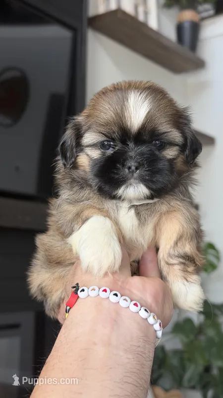 AKC - Boy - Blue – Shih Tzu puppy for sale in Waxahachie, TX