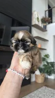 AKC - Boy - Blue, a male Shih Tzu for sale in Waxahachie, TX – Photo 6 of 10