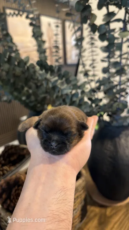 AKC - Brown - Girl – Shih Tzu puppy for sale in Waxahachie, TX