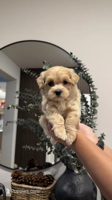 CKC - Maltipoo - Yellow