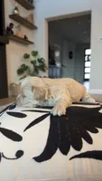 MALTIPOO - Boy2 - CKC, a male Maltipoo for sale in Waxahachie, TX – 9 of 10