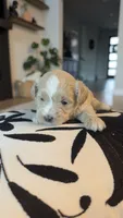 MALTIPOO - Boy2 - CKC, a male Maltipoo for sale in Waxahachie, TX – 2 of 10