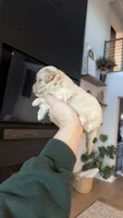 MALTIPOO - Boy2 - CKC, a male Maltipoo for sale in Waxahachie, TX – 3 of 10