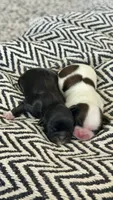 AKC - Girl - Shih Tzu, a female Shih Tzu for sale in Waxahachie, TX – 8 of 9