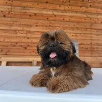 AKC Ziggy, a male Shih Tzu for sale in Waxahachie, TX – Photo 4 of 10