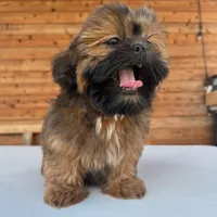 AKC Ziggy, a male Shih Tzu for sale in Waxahachie, TX – Photo 8 of 10