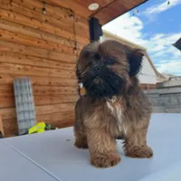 AKC Ziggy, a male Shih Tzu for sale in Waxahachie, TX – Photo 5 of 10