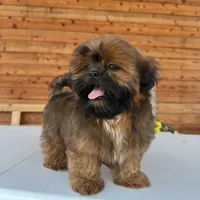 AKC Ziggy, a male Shih Tzu for sale in Waxahachie, TX – Photo 7 of 10