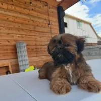 AKC Ziggy, a male Shih Tzu for sale in Waxahachie, TX – Photo 3 of 10