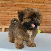 AKC Ziggy, a male Shih Tzu for sale in Waxahachie, TX – Photo 2 of 10