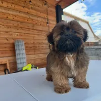 AKC Ziggy, a male Shih Tzu for sale in Waxahachie, TX – Photo 6 of 10