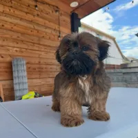 AKC Ziggy, a male Shih Tzu for sale in Waxahachie, TX – Photo 1 of 10