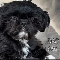 AKC Ziggy, a male Shih Tzu for sale in Waxahachie, TX – Photo 9 of 10