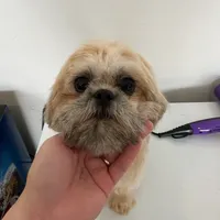 AKC Ziggy, a male Shih Tzu for sale in Waxahachie, TX – Photo 10 of 10