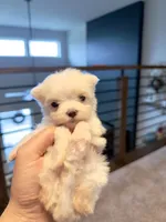 Lilly, a female Maltese for sale in Dallas, TX – 2 of 4