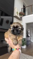 AKC - Boy - Red, a male Shih Tzu for sale in Waxahachie, TX – Photo 6 of 10