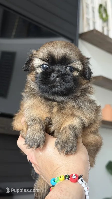 AKC - Boy - Red – Shih Tzu puppy for sale in Waxahachie, TX