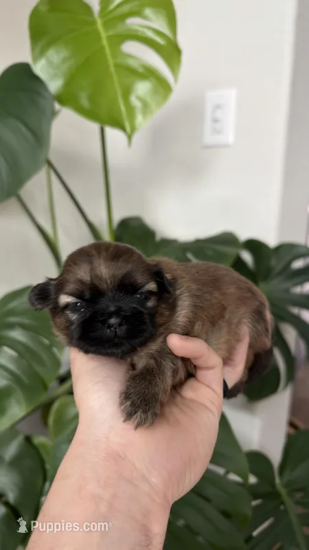AKC - Boy - Red – Shih Tzu puppy for sale in Waxahachie, TX