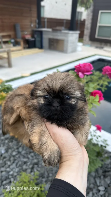 AKC - Boy - Red – Shih Tzu puppy for sale in Waxahachie, TX