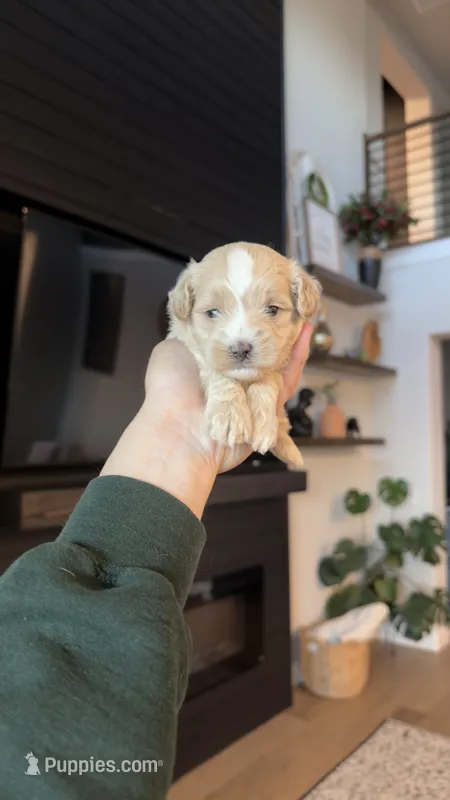 MALTIPOO - Boy2 - CKC – Maltipoo puppy for sale in Waxahachie, TX