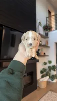 MALTIPOO - Boy2 - CKC, a male Maltipoo for sale in Waxahachie, TX – 1 of 10