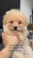 MALTIPOO - Boy - CKC, a male Maltipoo for sale in Waxahachie, TX – 8 of 9