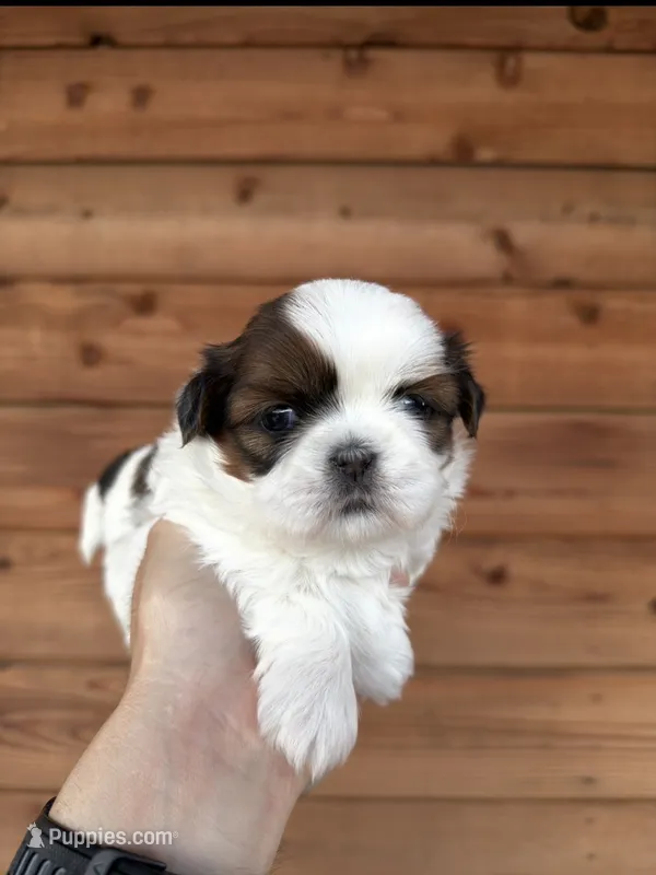 AKC - Girl 2 - Shih Tzu – Shih Tzu puppy for sale in Dallas, TX