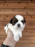 AKC - Girl 2 - Shih Tzu, a female Shih Tzu for sale in Dallas, TX – 1 of 9