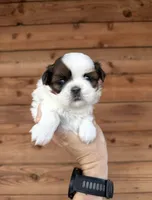 AKC - Girl 2 - Shih Tzu, a female Shih Tzu for sale in Dallas, TX – 2 of 9