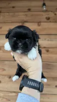 AKC - Girl - Shih Tzu, a female Shih Tzu for sale in Dallas, TX – 2 of 8