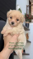 MALTIPOO - Boy - CKC, a male Maltipoo for sale in Waxahachie, TX – 5 of 9