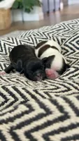 AKC - Girl 2 - Shih Tzu, a female Shih Tzu for sale in Waxahachie, TX – 5 of 9