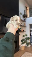 MALTIPOO - Boy2 - CKC, a male Maltipoo for sale in Waxahachie, TX – 5 of 10