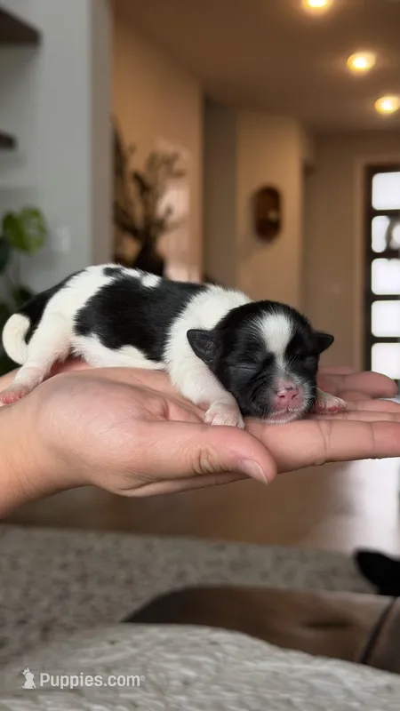 AKC-Black & White-Boy – Shih Tzu puppy for sale in Waxahachie, TX