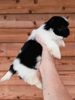 AKC-Black & White-Boy, a male Shih Tzu for sale in Waxahachie, TX – Photo 3 of 7